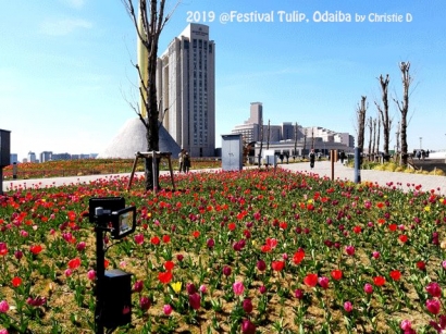 Bunga Tulip Tidak Hanya Tumbuh di Belanda Saja, Bahkan Jepang pun Membudidayakannya