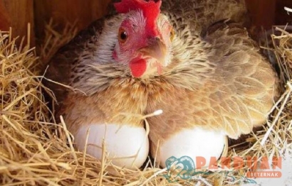 Keuntungan Ternak Ayam Kampung di Rumah