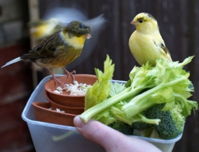 6 Makanan yang Bisa Kamu Kasih untuk Burung Kenari