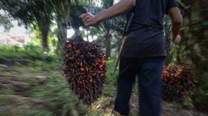 Teroris Ikut "Garap" Perkebunan Kelapa  Sawit Indonesia