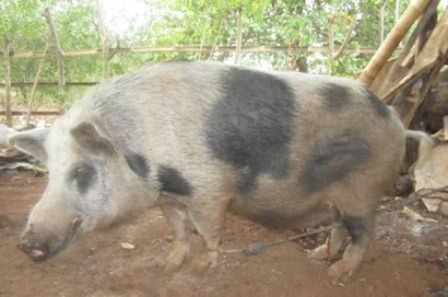 Fungsi Babi Secara Sosial Budaya Orang Sumba