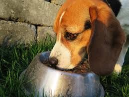 Beberapa Sebab Anjing Kehilangan Selera Makan