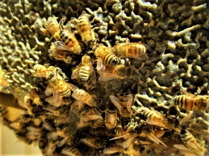 Panen Madu Lebah Asyik dan Unik