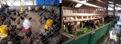 Wakil Bupati SBD Belajar Kilat Cara Memelihara Ayam KUB dan Kambing di Mataram