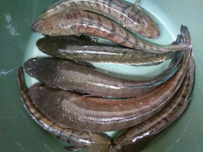 Ikan Haruan, Rahasia Bugar Urang Banjar Sejak Ratusan Tahun Silam