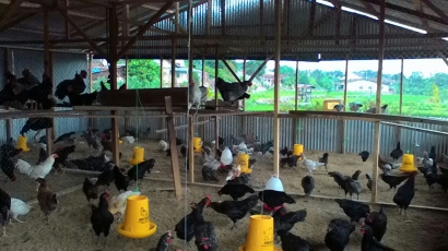 Kenal Lebih Dekat Keunggulan Ayam KUB