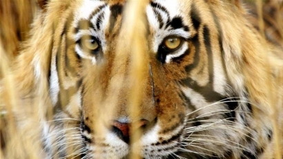 Belajar Melestarikan Harimau dari India