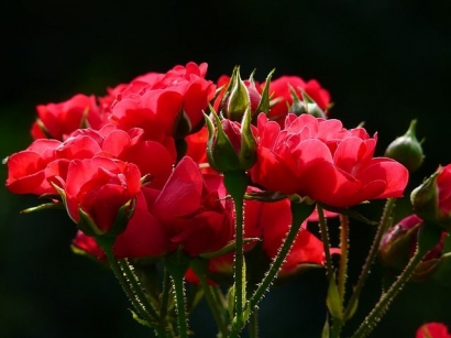 Puisi | Dik, Ku Persembahkan Setangkai Mawar Merah Untukmu