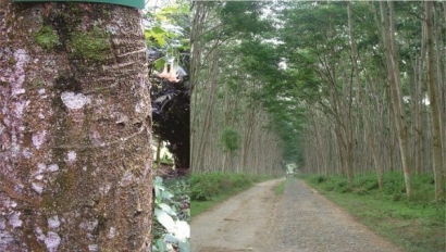Mengenal Manfaat Pohon Sengon, Tanaman yang Dituduh sebagai Penyebab Blackout