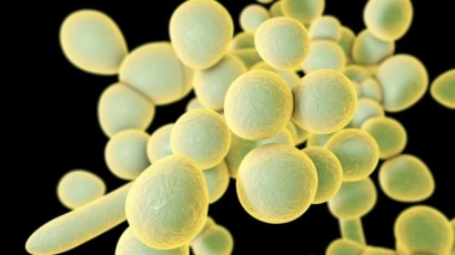 Candida Auris Superbug yang Harus Diwaspadai