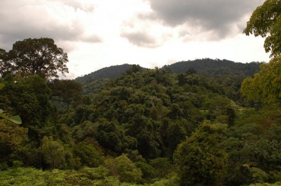 Menjaga Satwa di Taman Nasional Bukit Tiga Puluh