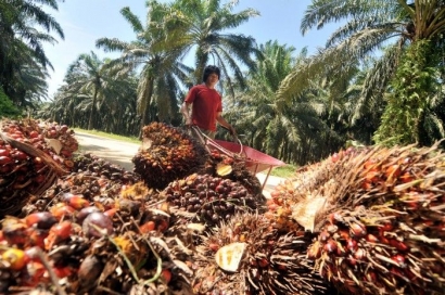 Saatnya Indonesia Pelopori Bioplastik dari Kelapa Sawit