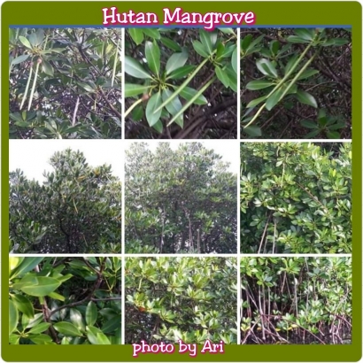 Perluas Hutan Mangrove Kota untuk Menurunkan Tingkat Polusi
