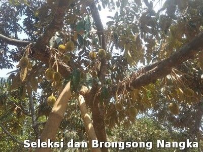 Ini Ikhtiar Mantra Durian Berbuah Lebat