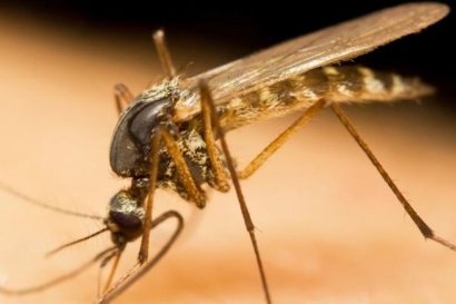 Kegenitan Nyamuk Betina dan Malaria Papua