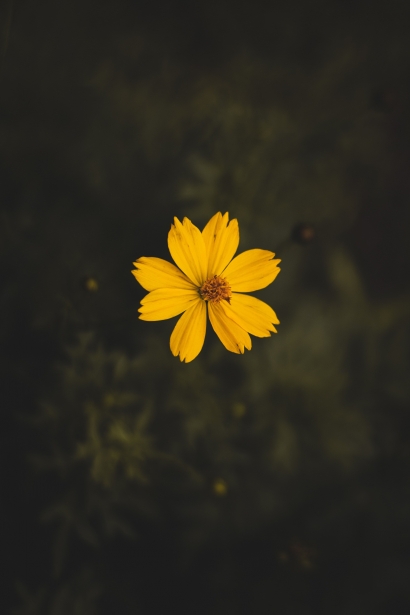 Cerpen | Bunga Perekam