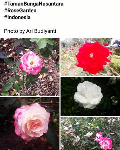 Semerbak Aneka Mawar di Taman Bunga Nusantara