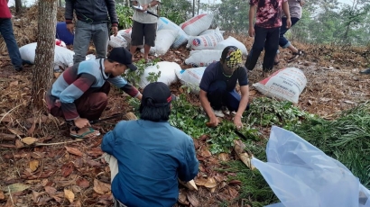 Desa Bolang, Kabupaten Cilacap Ingin Mengembangkan Kopi Organik