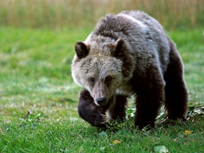 Lima Cara Menjinakkan "Beruang"