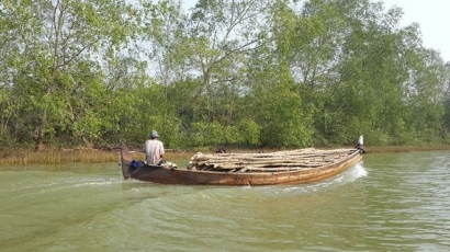 Mengintip Tindakan Tak Senonoh terhadap Hutan Mangrove