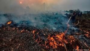 Kebakaran Hutan Lahan di Indonesia dan Peran Hukum Lingkungan Internasional