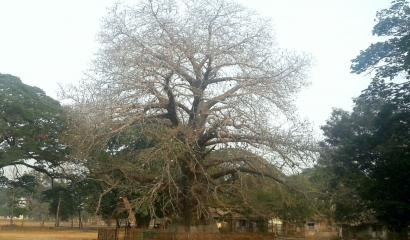 Asem Buto, Pohon Pangan yang Angker di Sukamandi