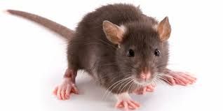 Kenapa Tikus-tikus di APBD DKI Dibiarkan?