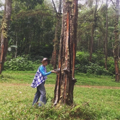 Wisata Hutan Pinus yang Sejuk di Banyuwangi