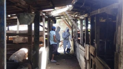 Mengulang Kisah Kematian Massal Ternak Babi di Sumut