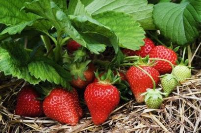 Cara Mudah Menanam Strawberry dari Biji