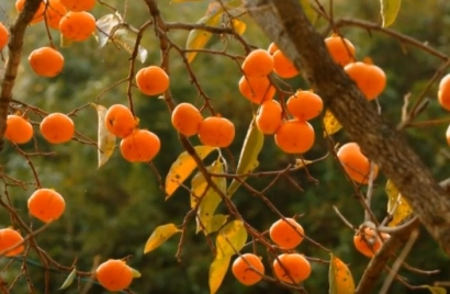 Gamnamu, Pohon Genit di Musim Gugur Korea