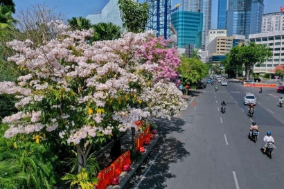 Cantiknya Kota Surabaya dengan Bunga Tabebuya