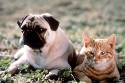 Persepsi tentang Anjing dan Kucing dalam Film Hollywood Vs Film Jepang