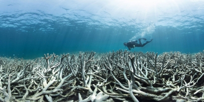 Biologi Laut: Banyak Hal yang Harus Dipertahankan oleh Karang