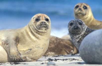 Biologi Laut: Harbour Seals vs Perikanan Lokal!