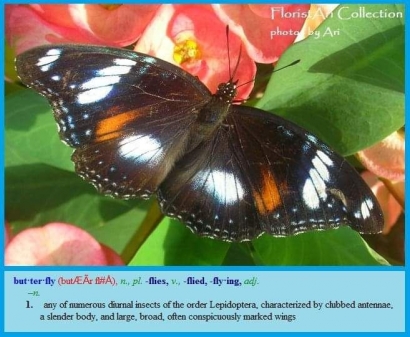 Seekor Lepidoptera Hinggap di Bunga Murraya Panicullata