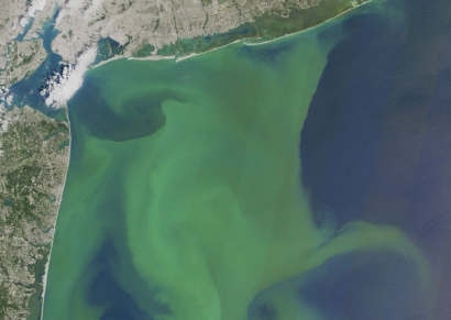 Mengenal Fitoplankton, Makhluk Kecil Penyumbang Oksigen Terbesar di Bumi