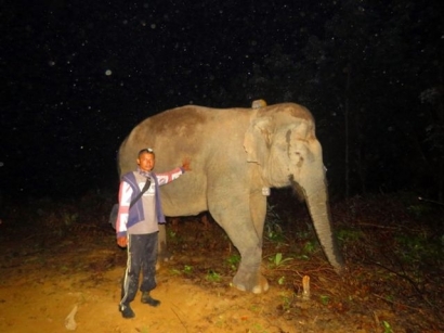 Penjaga Satwa yang Terancam di Antara Cinta Segitiga Gajah Liar