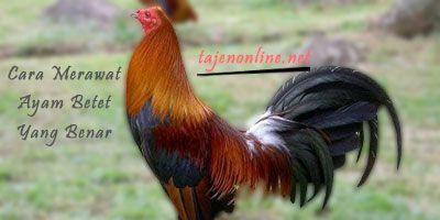 6 Cara Merawat Ayam Betet yang Benar