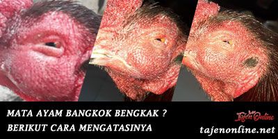 Mata Ayam Bangkok Bengkak? Berikut Cara Mengatasinya