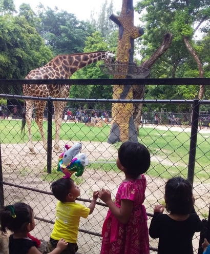Melihat Hewan di Kebun Binatang Surabaya, Rame Banget!
