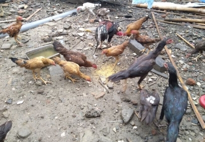Kokok Ayam Bangkok di Belakang Rumah