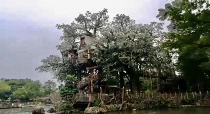 Video | Bertamu ke Rumah Tarzan di Disneyland