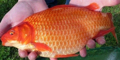 Menetaskan Ikan Emas dengan Cara Diurut Pakai Tangan