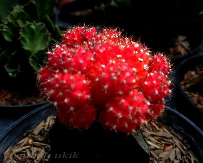 Puisi | Sebatang Kaktus Merah