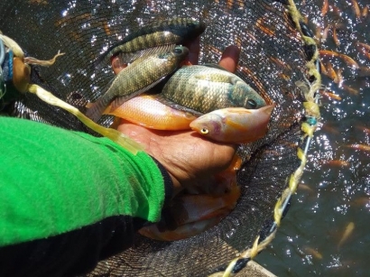 Tips Supaya Ikan Nila Tidak Mudah Mati Setelah Hujan atau Cuaca Ekstrem