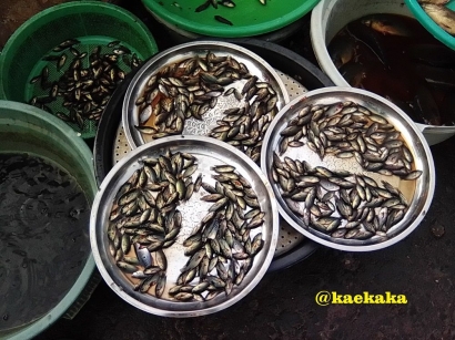 Sampai Kapan Tradisi Kuliner Berbahan Anak Ikan Tersedia di Meja Makan Urang Banjar?
