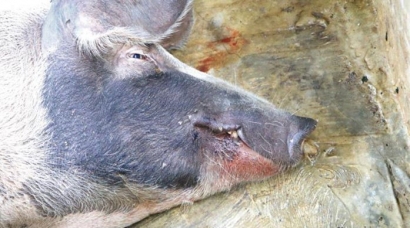 Pemusnahan Babi dengan Cara yang Bermartabat
