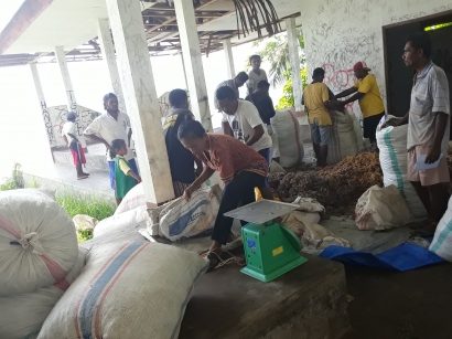 Masyarakat di Desa Nelelamawangi II Menjual Sekitar 4.4 Ton Rumput Laut dari Hasil Panen Perdana