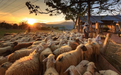 Puisi | Anak Domba dan Gembala
